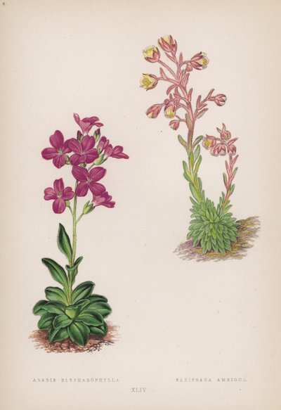 Arabis; Saxifraga Ambigua (barva litho) od English School