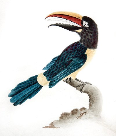 Tukan aracari od English School