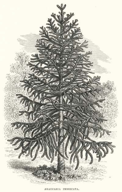 Araucaria Imbricata (rytina) od English School
