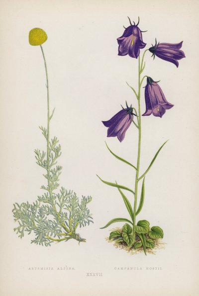 Artemisia Alpina; Campanula Hostii (barevná litografie) od English School
