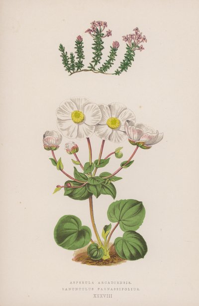 Asperula Arcadiensis; Ranunculus Parnassifolius (barevná litografie) od English School