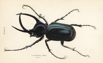 Atlas brouk, Chalcosoma atlas (Scarabaeus atlas) od English School