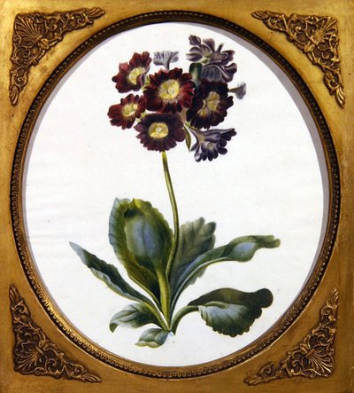 Auricula, cca 1850 (akvarel na papíře) od English School