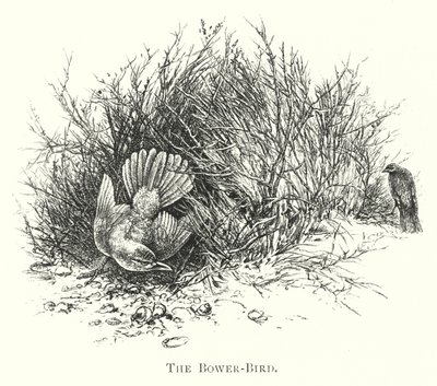 Austrálie: The Bower-Bird (rytina) od English School