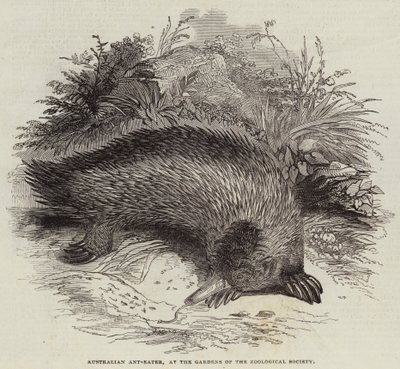 Australský mravenečník v zahradách Zoologické společnosti (rytina) od English School