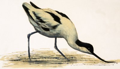 Avocet od English School