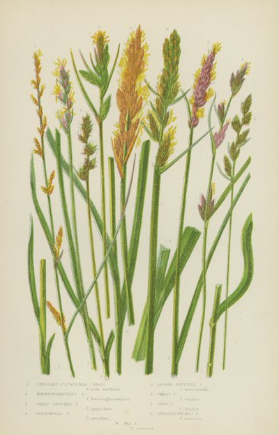 Carex axillary-clustered, Boenninghausen