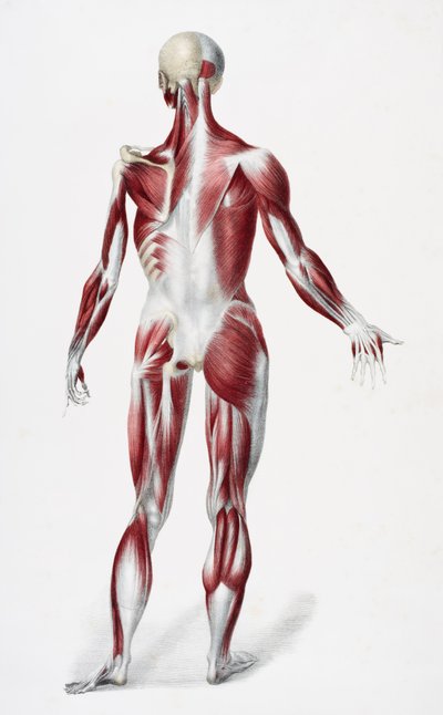Zadní strana mužského lidského těla zobrazující svaly, šlachy a kosti, z The Vessels of the Human Body, editovali Jones Quain a William Wilson, publikovali Taylor a Watson, Londýn v roce 1837 (barevné litho od English School