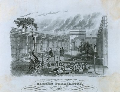 Bakers Bažantnice, Chelsea od English School