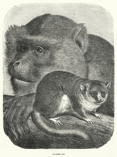 Barbary Ape (rytina) od English School
