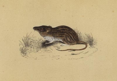Barbary Mouse (barevná lito) od English School