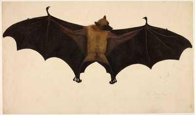 Netopýr, ze sbírky Francise Buchanana, c.1804 (akvarel a kvaš na papíře) od English School