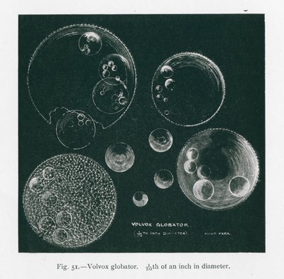 Schönheiten der Natur: Volvox Globator von English School