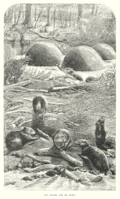 Bobři (rytina) od English School