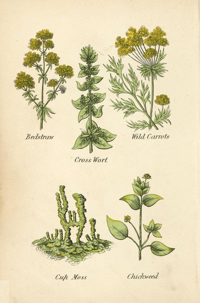 svízel, křížalka, divoká mrkev, mech, ptačinec (barva litho) od English School