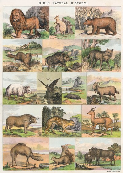 Bible Natural History od English School