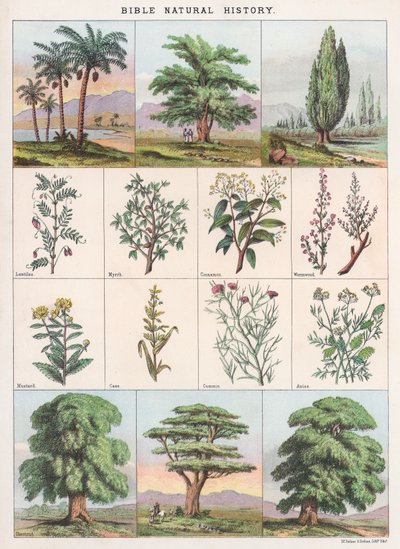 Bible Natural History od English School