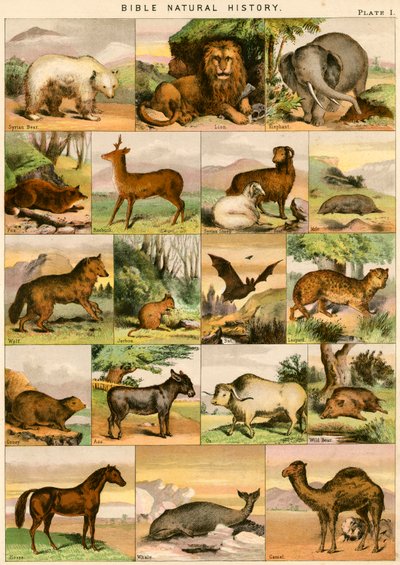 Bible Natural History od English School