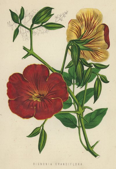 Bignonia Grandiflora (chromolitho) od English School