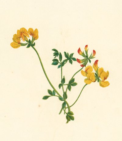 Ptačí zob, Lotus Corniculatus (barevná litografie) od English School