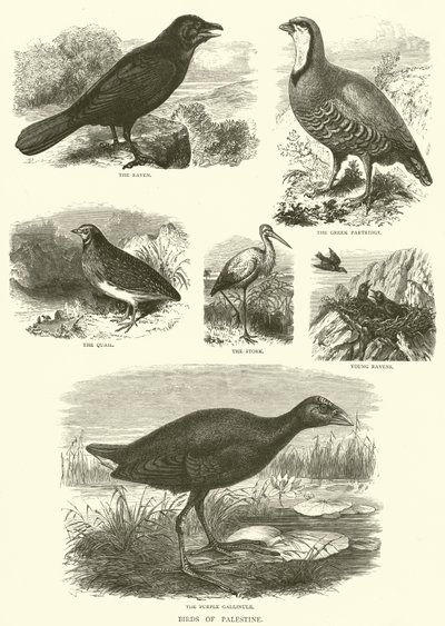 Birds of Palestine (rytina) od English School