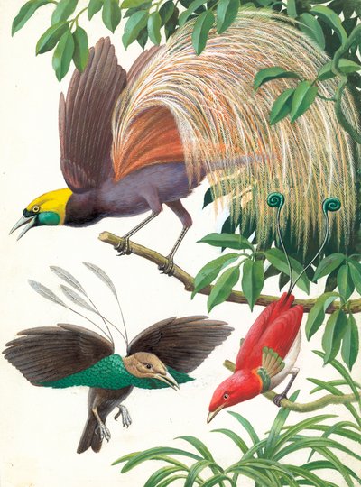 Birds of Paradise od English School