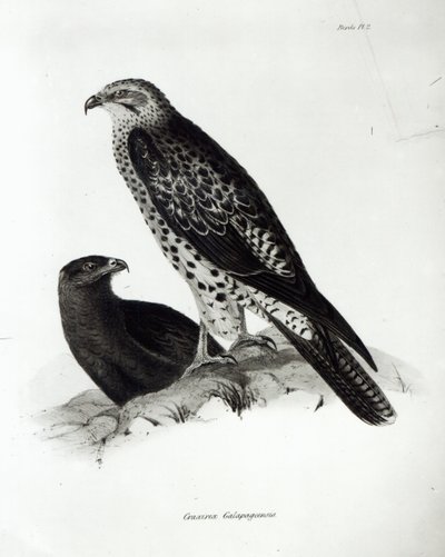 Birds of Prey, deska 2 z „The Zoology of the Voyage of H.M.S Beagle, 1832-36“ od Charlese Darwina od English School