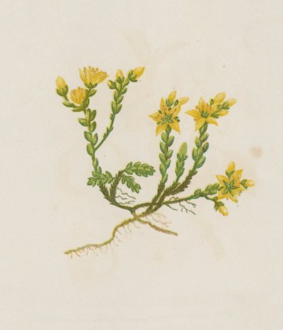 Rozchodník kousavý, Sedum Acre (barevná litografie) od English School