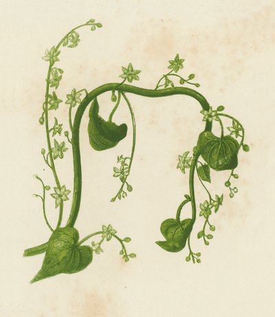 Bryonie černá, Tamus Communis (barevná litografie) od English School