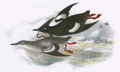 Černý Guillemot od English School