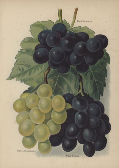 Black Hamburgh, Buckland Sweetwater, Black Alicante od English School