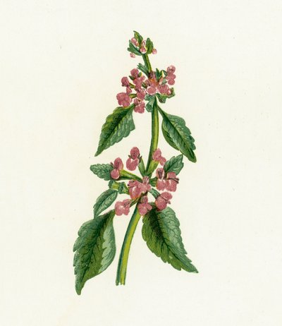 Černý hořec, Ballota Nigra od English School