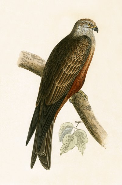 Černý drak, ilustrace z „Historie ptáků Evropy, která nebyla pozorována na Britských ostrovech“ od Charlese Roberta Bree (1811-86), vydáno 1867 od English School