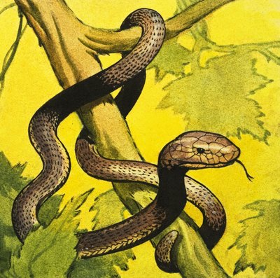 Černá mamba od English School