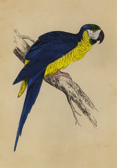 Modrý a žlutý papoušek (barva litho) od English School