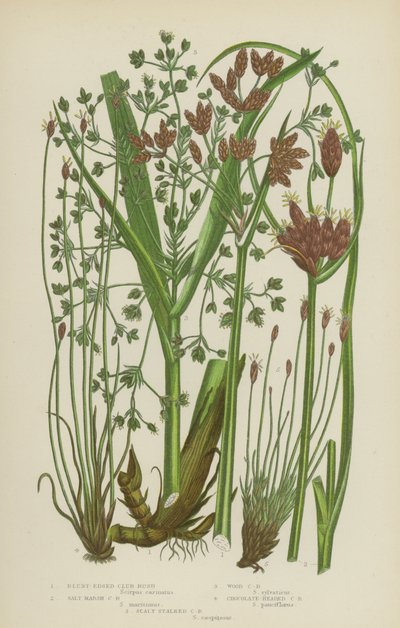 Klubovka tupohlavá, Klubovka slanomilná, Klubovka lesní, Klubovka čokoládová, Klubovka šupinatá (barevná litografie) od English School