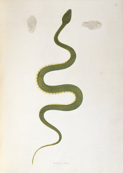 Bodroo Pam Snake z knihy An Account of Indian Serpents sebrané z pobřeží Coromandel Patrickem Russellem, Londýn, 1796 od English School