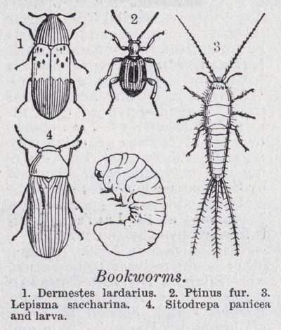 knihomolové (litho) od English School