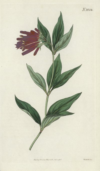 Botanická rytina od English School