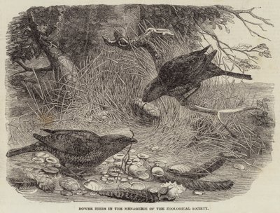 Bower Birds ve zvěřinci zoologické společnosti (rytina) od English School