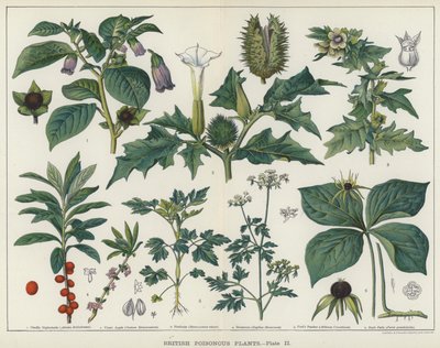 Britské jedovaté rostliny (barva litho) od English School