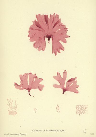 Britské mořské řasy (tištěné v přírodě) od English School