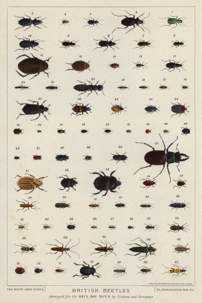 Britští brouci (barva litho) od English School