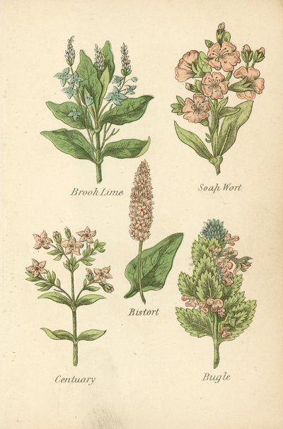 Brook Lime, Soap Wort, Bistort, Centuary, Bugle (barevná litografie) od English School