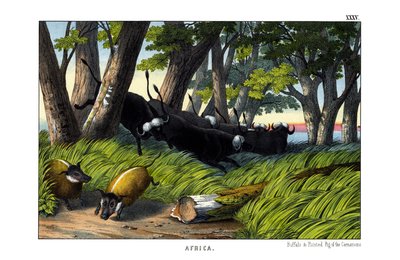 Buffalo od English School