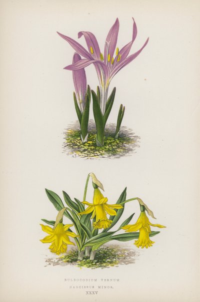Bulbocodium Vernum; Narcissus Minor (barevná litografie) od English School