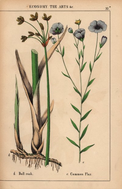 Býčí nálet nebo sitina Cyperus a ln obecný s modrými květy Linum usitatissimum.  , z „Poučné obrázkové knihy aneb lekce ze světa zeleniny“, [Charlotte Mary Yonge], Edinburgh od English School