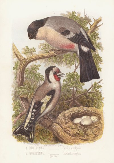 Hýl obecný, Pyrrhula vulgaris a stehlík obecný, Carduelis Elegans (barva lito) od English School
