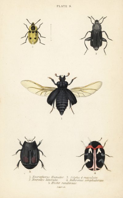 Brouček zahrabaný, Nicrophorus humator 1, mrchožrouti, Necrodes littoralis 2, Dendroxena quadrimaculata 3, kobercový brouk, Anthrenus scrophulariae 4 a Hister quadrimaculatus var od English School