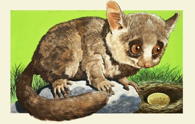 Bush Baby od English School